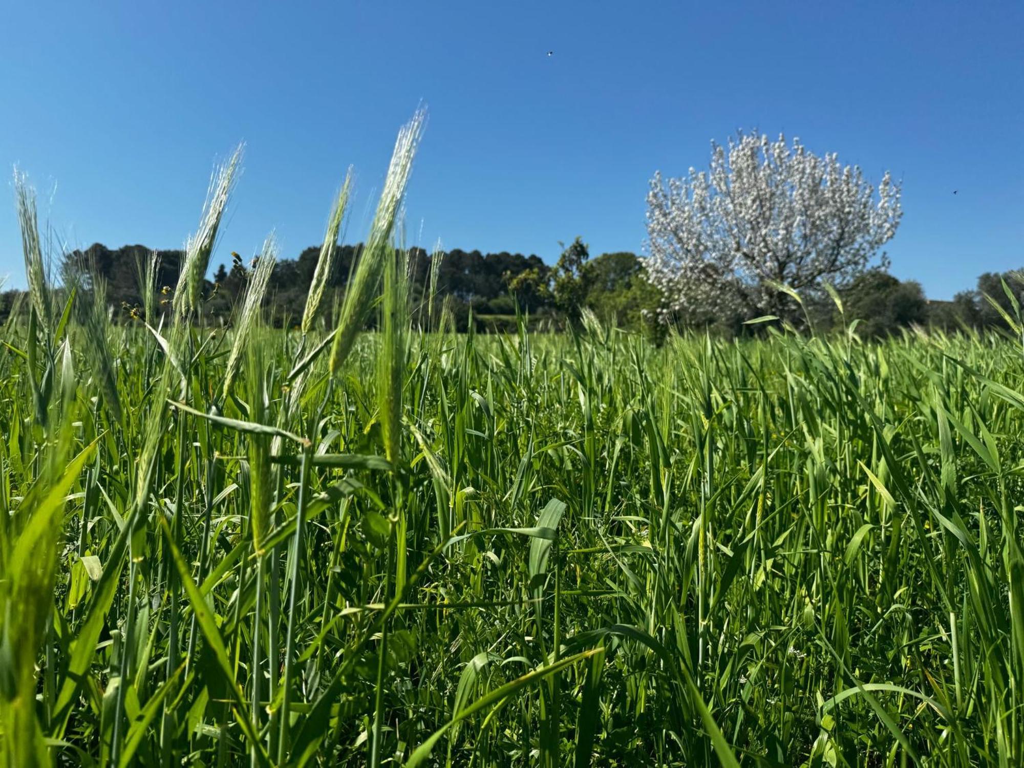 Trulli Del Sole Villa Martina Franca Dış mekan fotoğraf