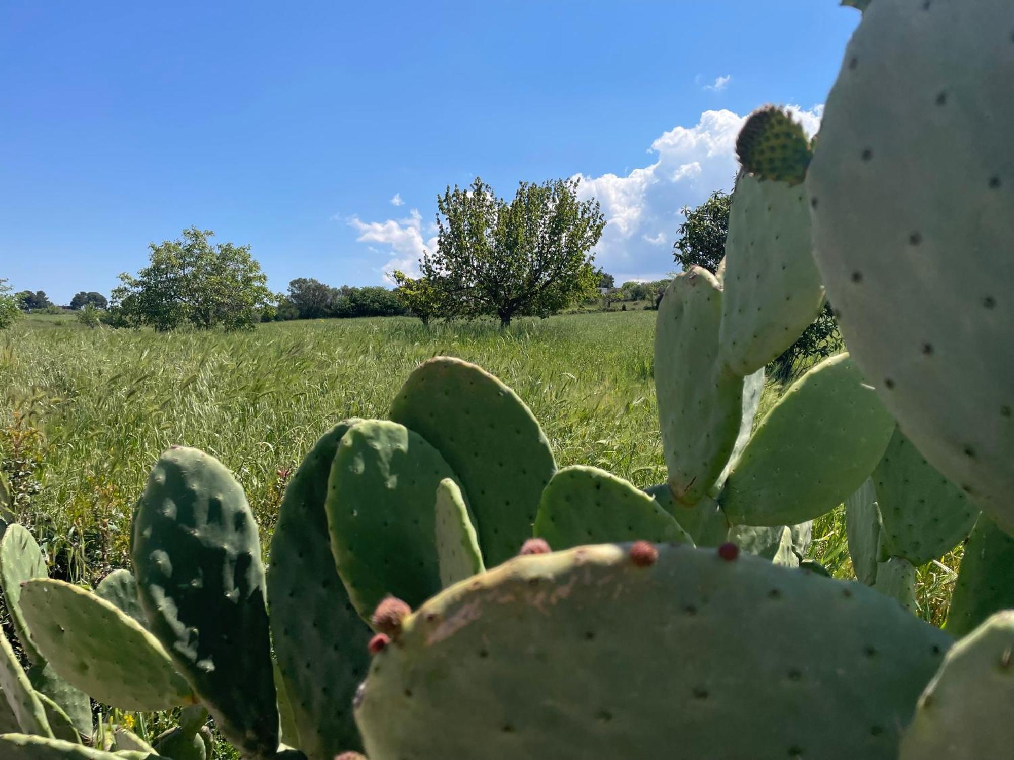 Trulli Del Sole Villa Martina Franca Dış mekan fotoğraf